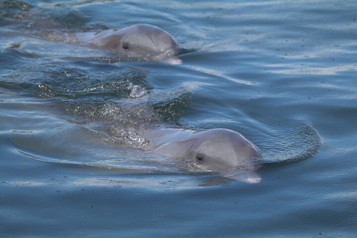 Sunset & Dolphin Tour St. Pete Beach