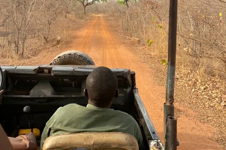 Mole National Park Elephant Safari with Round - Trip Flights