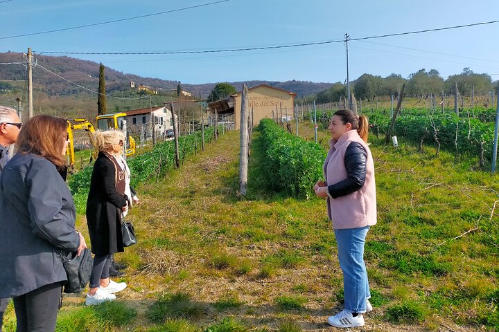 Private wine tour on the magical hills of Lucca with sommelier