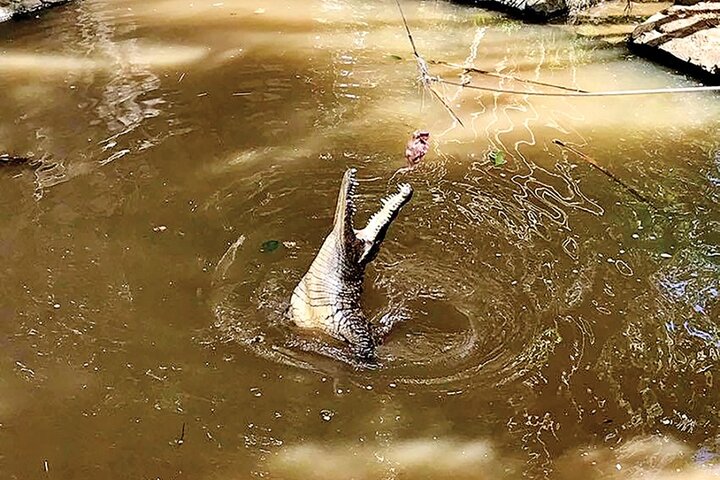 East Adventure with Blue Bay Marine Park, Crocodile Park & Lunch