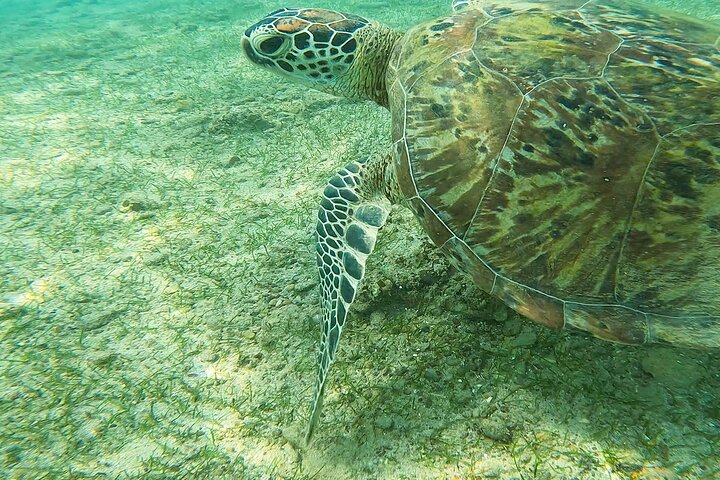 Snorkeling with Turtles in Mirissa