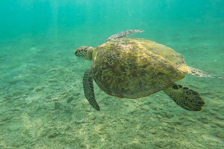 Snorkeling with Turtles in Mirissa