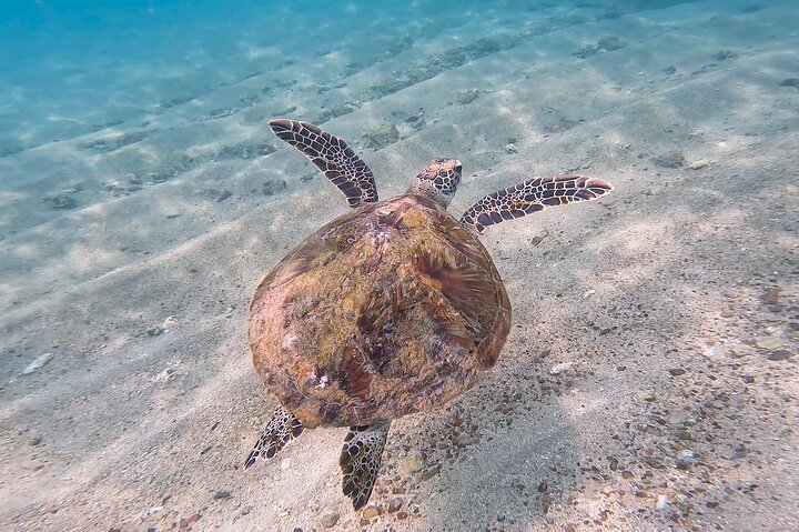 Snorkeling with Turtles in Mirissa