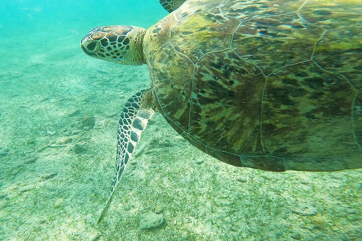 Snorkeling with Turtles in Mirissa