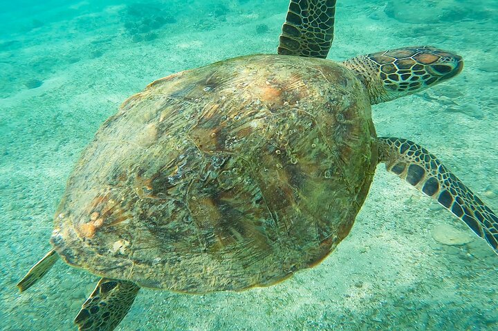Snorkeling with Turtles in Mirissa