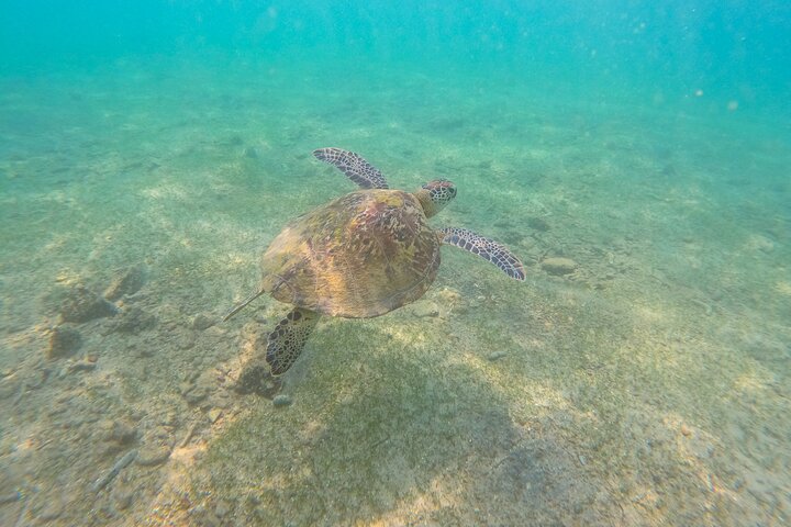 Snorkeling with Turtles in Mirissa