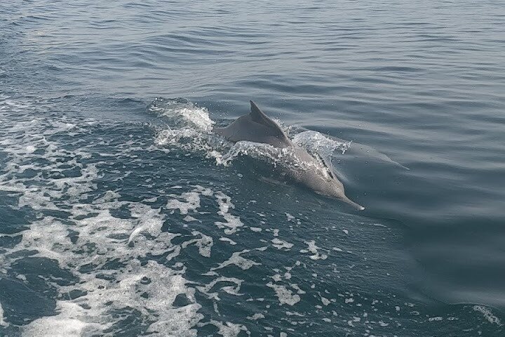 Khasab Musandam Full Day dhow cruise with lunch and Snorkeling