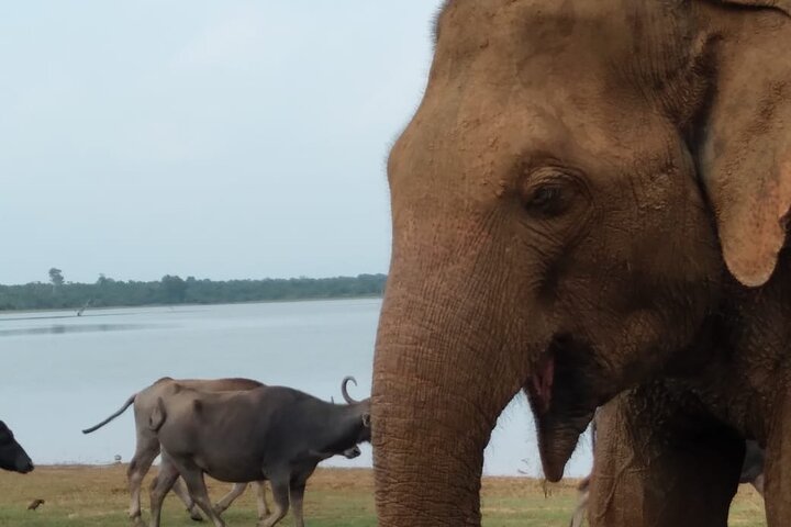 Udawalawe National Park | Private Safari Tour