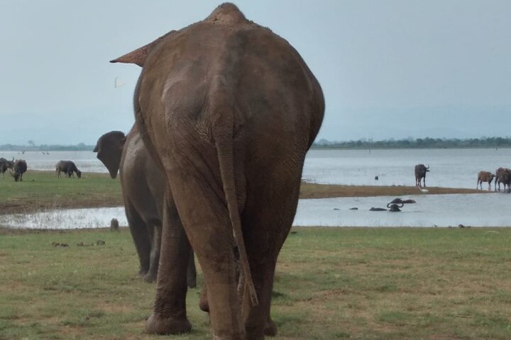 Udawalawe National Park | Private Safari Tour
