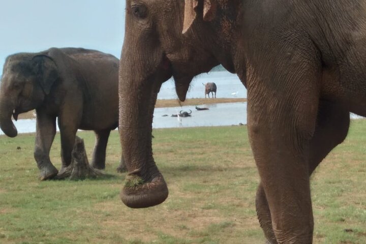 Udawalawe National Park | Private Safari Tour