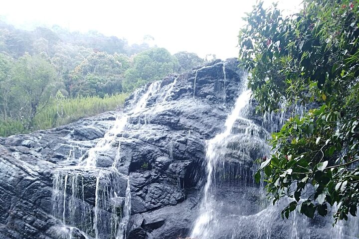 Horton Plains-World's End Tour and Tea Factory Tour From Nuwaraeliya