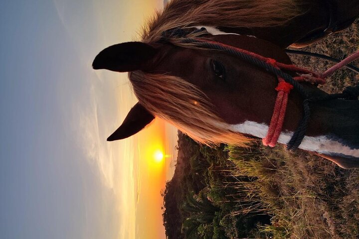 Horseback Riding in Puerto Carrillo: Beach & Jungle