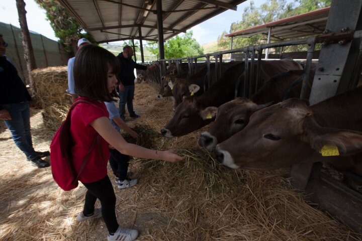 Guided tour from Palermo: Sicilian traditions with farm