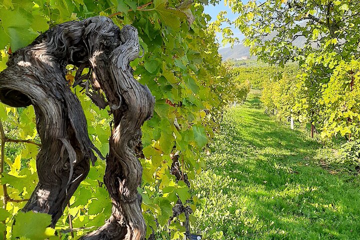 2 Guests Private Prosecco Road Tour All Inclusive from Conegliano