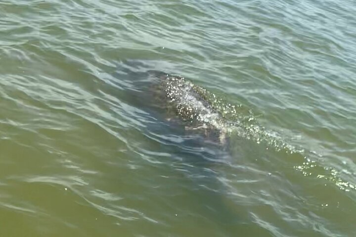 New Smyrna Dolphin and Manatee Kayak and SUP Adventure Tour