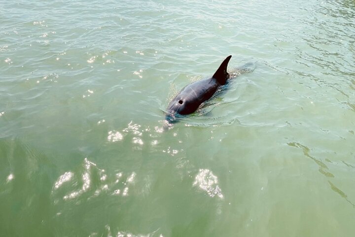 New Smyrna Dolphin and Manatee Kayak and SUP Adventure Tour