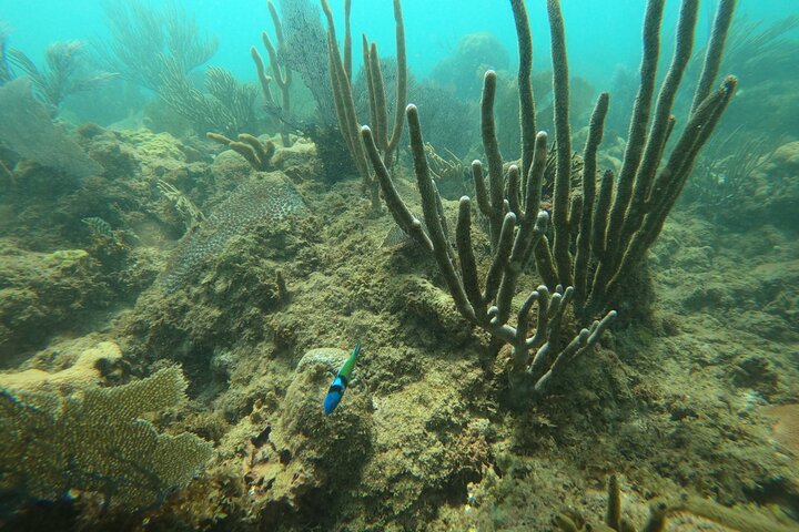 Coral Reef Snorkel Adventure with Photos and Videos