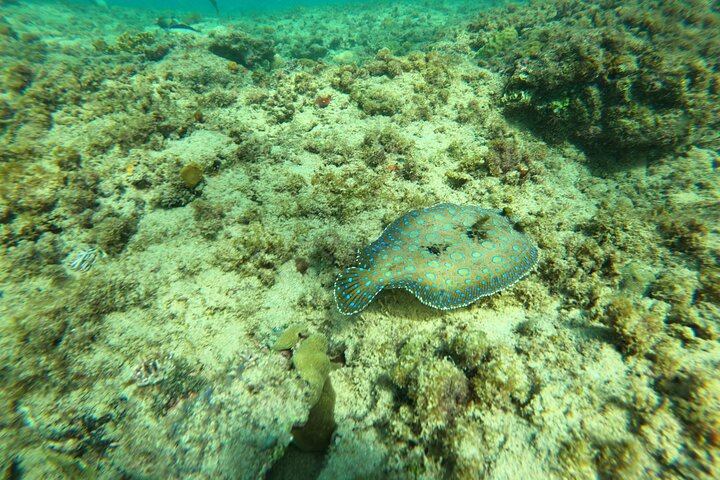 Snorkeling Adventure in Aguadilla