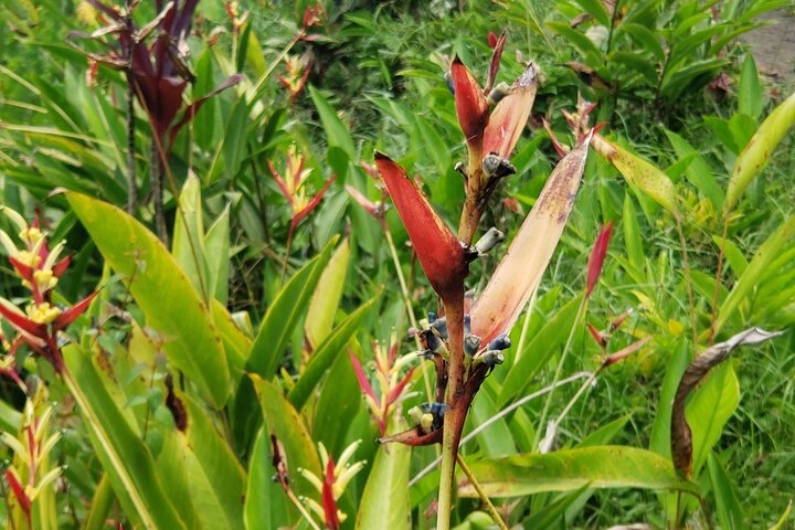 City Tour with Botanical Gardens, Trafalgar Falls & Morne Bruce
