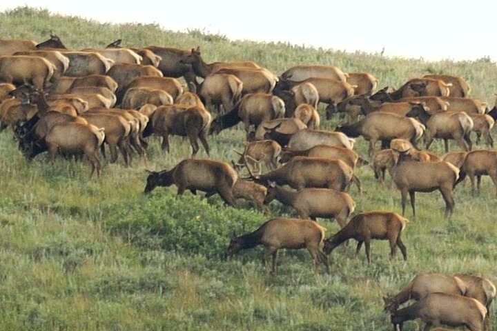 2026 - Sept 25th - Custer Buffalo Roundup and Corrals