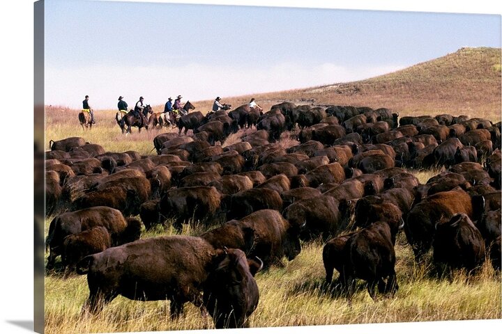 2026 - Sept 25th - Custer Buffalo Roundup and Corrals