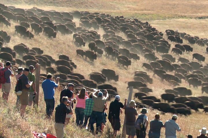 2026 - Sept 25th - Custer Buffalo Roundup and Corrals