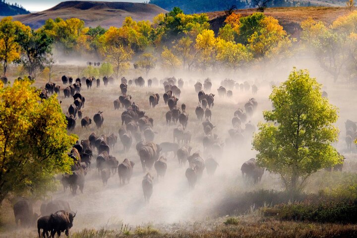 2026 - Sept 25th - Custer Buffalo Roundup and Corrals