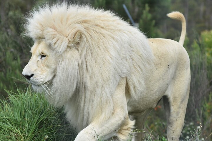 Wild Cat Experience Tour
