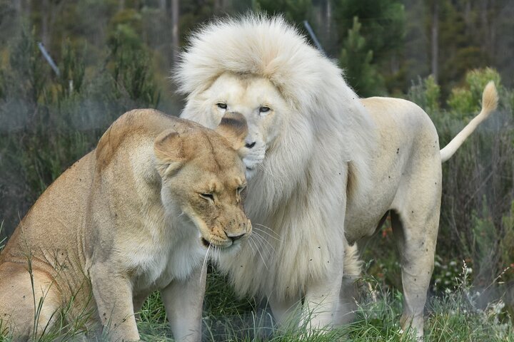 Wild Cat Experience Tour