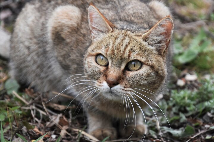 Wild Cat Experience Tour