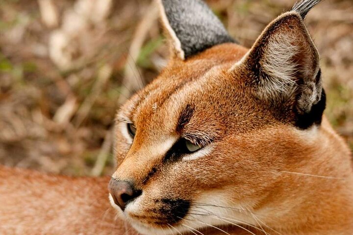 Wild Cat Experience Tour