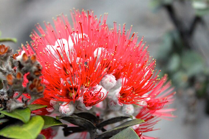 Hawaii Volcanoes National Park and Hilo Highlights Small Group Tour