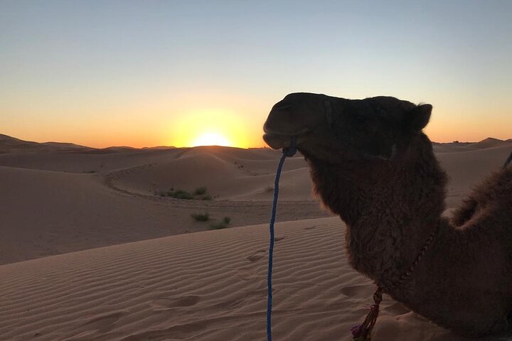 Exclusive Merzouga Desert Safari: Camel Ride, Sandsurf & Dinner