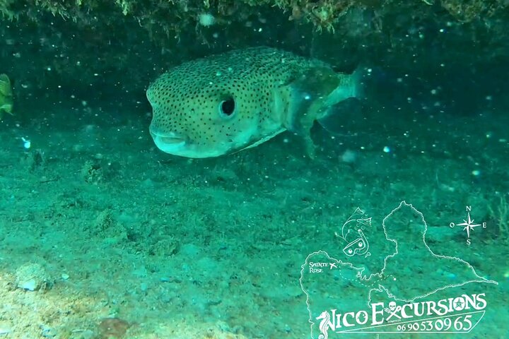 Discovery by boat of the Mangrove and its lagoon in 7 Stages including 4 Swimming