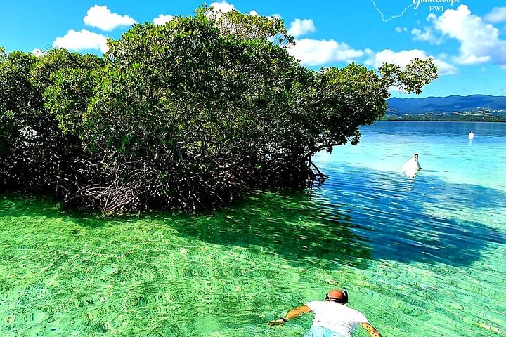 Discovery by boat of the Mangrove and its lagoon in 7 Stages including 4 Swimming