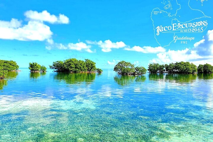 Discovery by boat of the Mangrove and its lagoon in 7 Stages including 4 Swimming