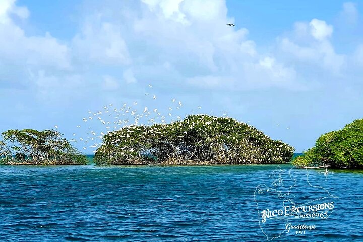 Discovery by boat of the Mangrove and its lagoon in 7 Stages including 4 Swimming