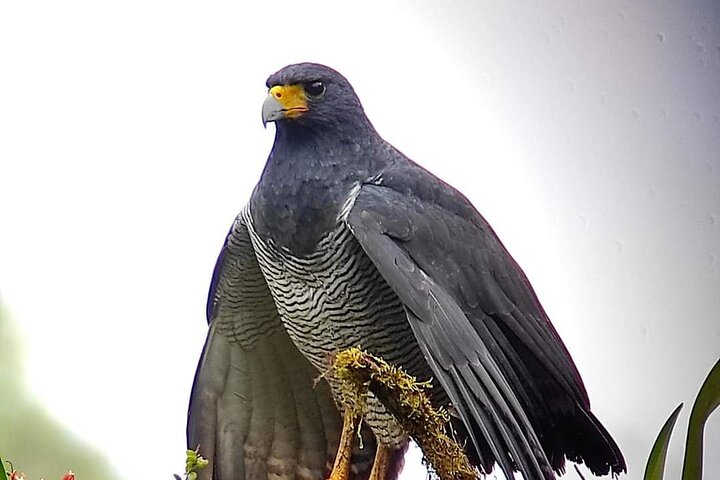 Guided Birding Photography Experience