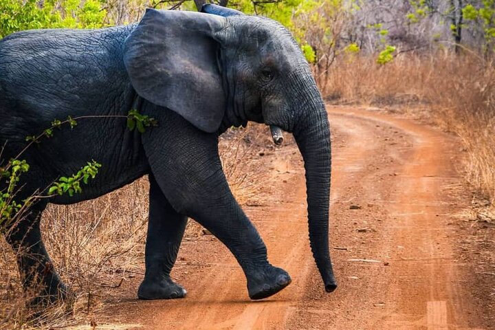 Mole National Park Elephant Safari with Round - Trip Flights