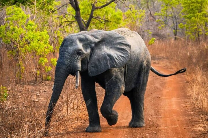 Mole National Park Elephant Safari with Round - Trip Flights