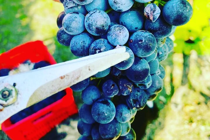 Barolo&Barbaresco Wine Experience with a Local Winemaker / Milano