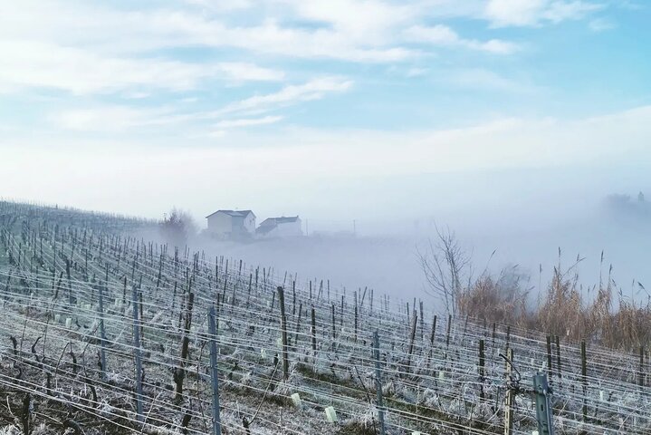 Barolo&Barbaresco Wine Experience with a Local Winemaker / Milano