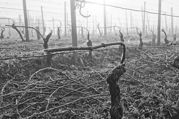 Barolo&Barbaresco Wine Experience with a Local Winemaker / Milano