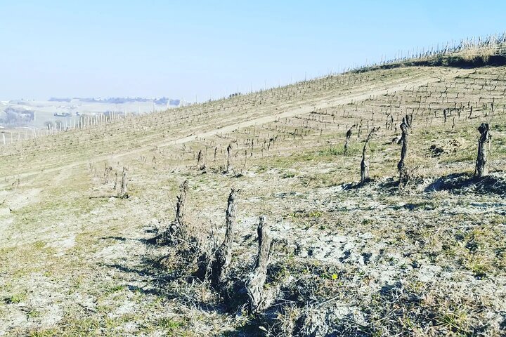 Barolo&Barbaresco Wine Experience with a Local Winemaker / Milano
