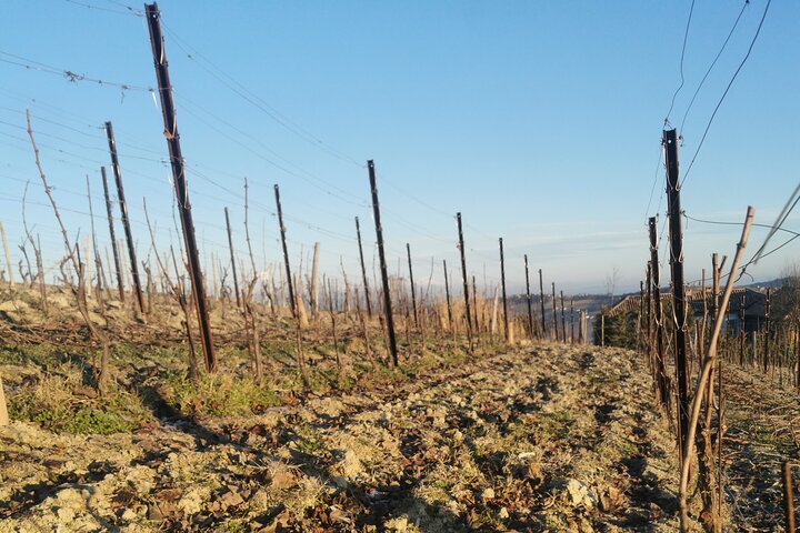 Barolo&Barbaresco Wine Experience with a Local Winemaker / Milano