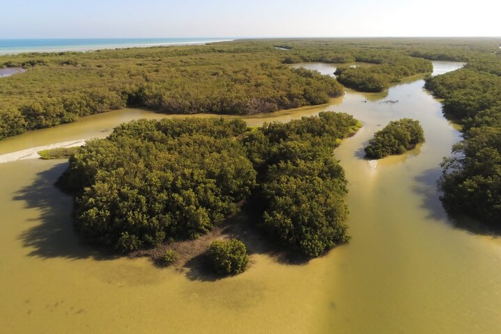 Kayak Experience in the Mangroves of Holbox Island