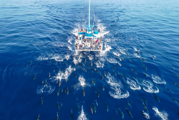 Dana Point Dolphin and Whale Watching with Underwater Viewing