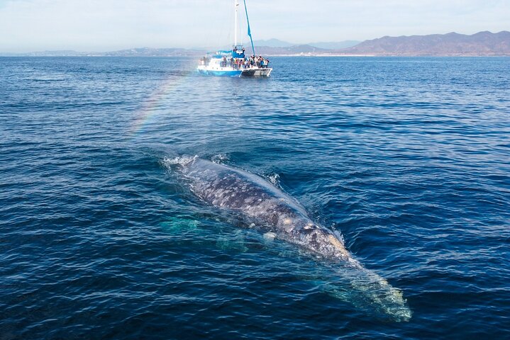 Dana Point Dolphin and Whale Watching with Underwater Viewing