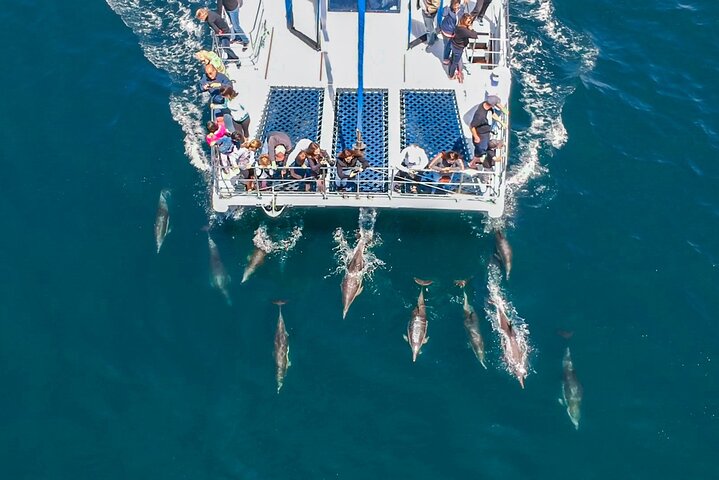 Dana Point Dolphin and Whale Watching with Underwater Viewing