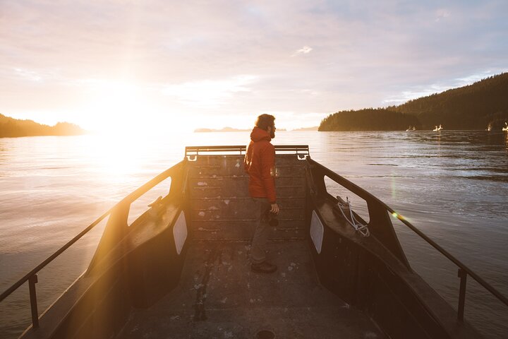 Alaska Wildlife Tour in Kachemak Bay